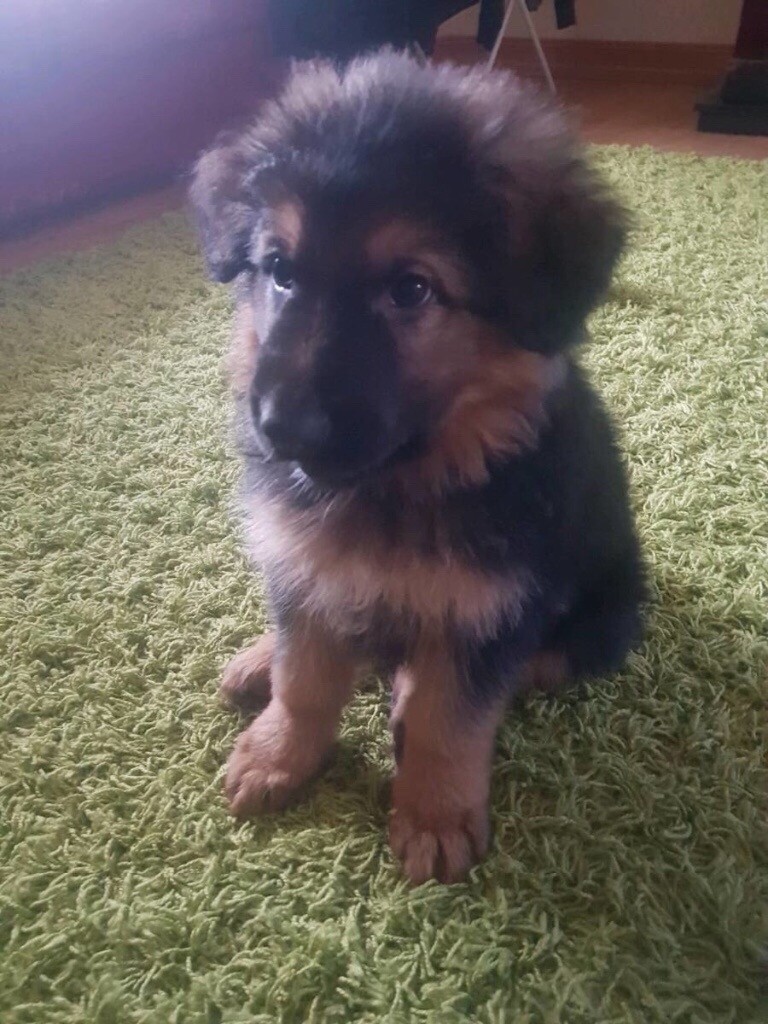 german shepherds for sale gumtree